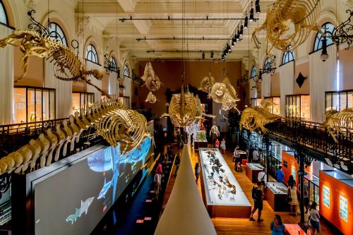 The Whale Room of the Oceanographic Museum of Monaco with its rorqual skeleton and its unique collections