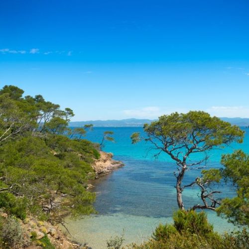 A wild cove with clear waters and pine trees on the island of Porquerolles in the south of France