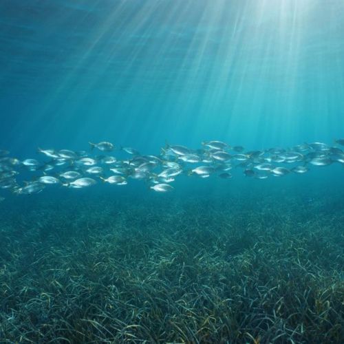 A school of fish in the reserve of Port-Cros, a good spot for snorkeling