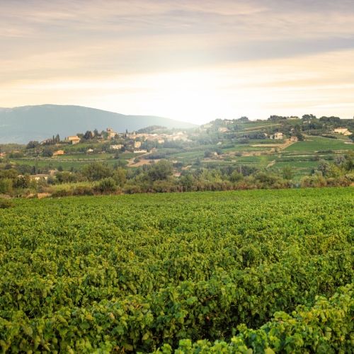 Vineyard of Provence in the south of France