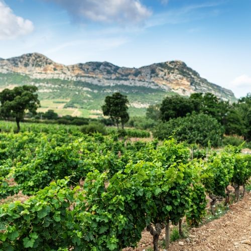 A vineyard in the wine-growing region of northern Corsica