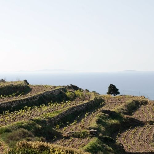 A vineyard in the Ionian Islands in Greece with a panoramic view of the sea