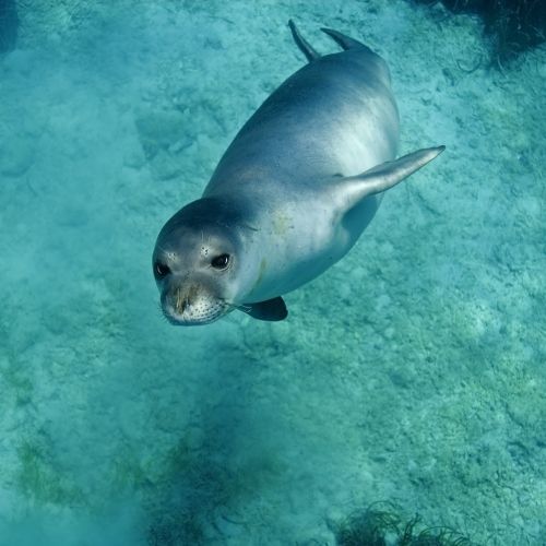 A monk seal in Mediterranean waters