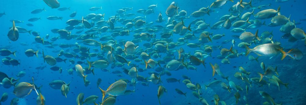 A school of fish in the Mediterranean