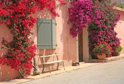 A facade of a house covered with a superb bougainvillea in bloom on the island of Porquerolles