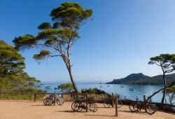 Rental bikes placed against a pine tree on the island of Porquerolles, an activity not to be missed during your yacht charter