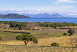 The vineyards of the Gulf of St Tropez that produce some of the best Provence ros wines