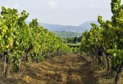 A path in the middle of the vineyards of Provence