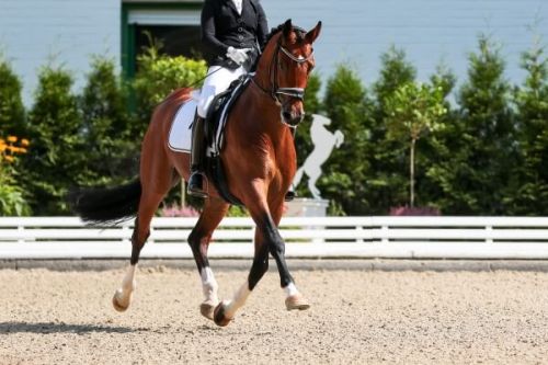 A rider on horseback during a Monte-Carlo International Jumping event