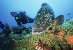 Scuba diving with a grouper in the Lavezzi islands in Corsica