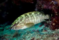 Grouper in the Mediterranean Sea