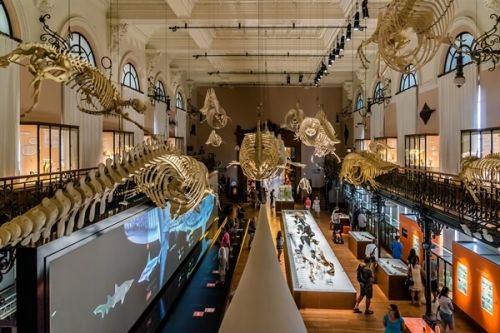 The Whale Room with its skeletons in the Oceanographic Museum of Monaco