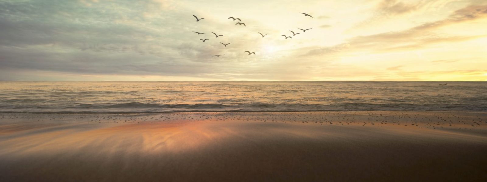 Birds flying over the sea